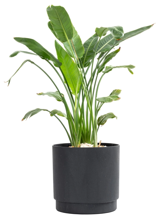 Donica Czarny Alto 38Øx38wys.