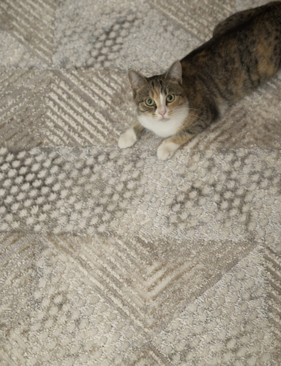 e-floor Dywan Nowoczesny Wenecja 160x230cm Geometryczny Beżowy