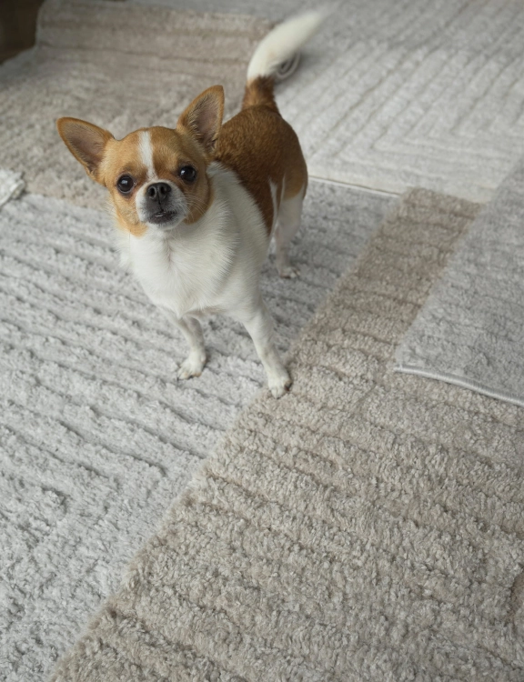 Efloor Dywan Boho Avalon 120x170cm Beżowy